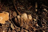 Gautieria monticola image