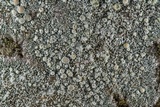 Ochrolechia trochophora image