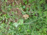 Tylopilus felleus image