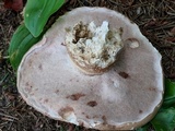 Tylopilus felleus image