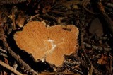 Gautieria monticola image