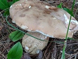 Tylopilus felleus image