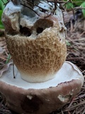 Tylopilus felleus image