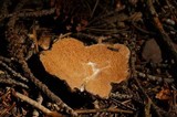Gautieria monticola image