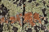 Haematomma persoonii image