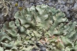 Parmotrema reticulatum image