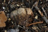 Gautieria monticola image
