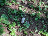 Hypomyces hyalinus image
