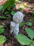 Hypomyces hyalinus image