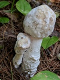 Hypomyces hyalinus image