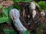 Hypomyces hyalinus image