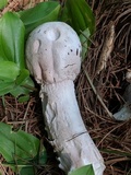 Hypomyces hyalinus image