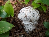 Hypomyces hyalinus image