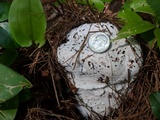 Hypomyces hyalinus image