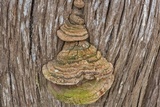 Pyrofomes juniperinus image