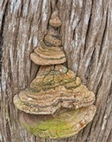 Pyrofomes juniperinus image