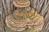 Pyrofomes juniperinus image