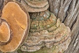 Pyrofomes juniperinus image