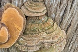 Pyrofomes juniperinus image