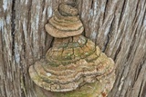 Pyrofomes juniperinus image