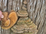 Pyrofomes juniperinus image