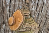Pyrofomes juniperinus image