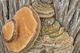 Pyrofomes juniperinus image