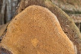 Pyrofomes juniperinus image
