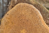 Pyrofomes juniperinus image