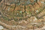 Pyrofomes juniperinus image