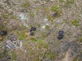 Pseudoplectania ericae image