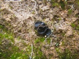 Pseudoplectania ericae image