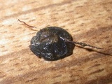 Pseudoplectania ericae image