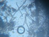 Pseudoplectania ericae image