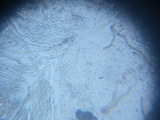 Pseudoplectania ericae image