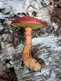 Suillus spraguei image