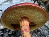 Suillus spraguei image