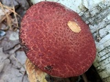 Suillus spraguei image