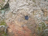 Pseudoplectania ericae image