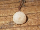 Flammulaster carpophilus var. carpophilus image