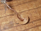 Flammulaster carpophilus var. carpophilus image