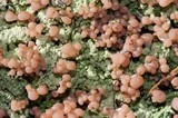 Baeomyces rufus image