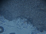 Flammulaster carpophilus var. carpophilus image