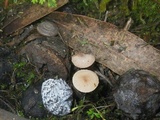 Flammulaster carpophilus var. carpophilus image