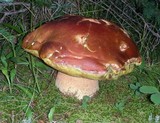 Boletus rubriceps image