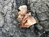 Phaeotremella foliacea image