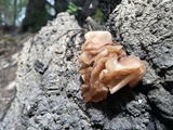 Phaeotremella foliacea image