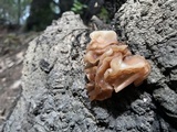 Phaeotremella foliacea image
