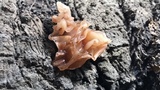 Phaeotremella foliacea image