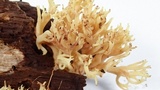 Artomyces piperatus image